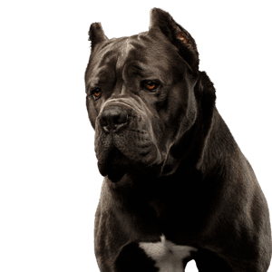 Hund, Säugetier, Wirbeltier, Canidae, Hunderasse, schwarzer Cane Corso, Fleischfresser, Schnauze, Rasse ähnlich Molosser, alte englische Bulldogge, kupierte Ohren und aufgestellte Ohren, große muskulöse Rasse Kampfhund Listenhund aus Italien