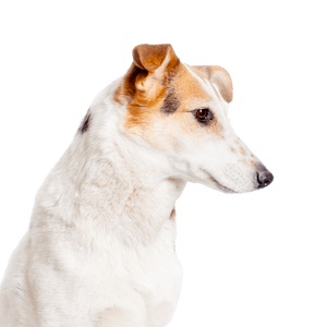 Portraitfoto eines Kurzhaarcollies