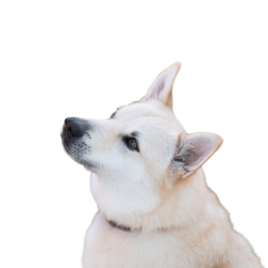norwegische Hunderasse, Buhund, Norwegischer Buhund, weißer Hund mit dicktem Fell