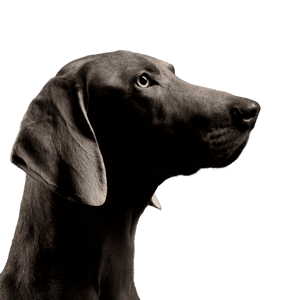 WeimaranerProfil Hund, Wirbeltier, Canidae, Hunderasse, Säugetier, Fleischfresser, Weimaraner, Sportgruppe, grauer Hund, großer Hund mit Schlappohren