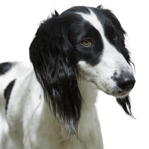 The Taigan is a member of the eastern sighthound family. The Taigan is a very rare breed of dog, of which around 300 have been reported worldwide.