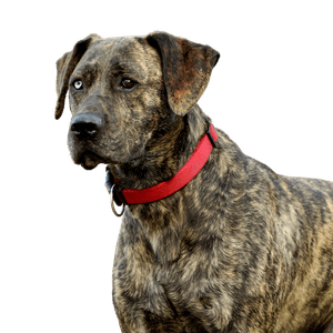 Majorero Canario breed description, brindle large dog with triangular ears, floppy ears, large dog that is not on the list, The Majorero Canario is not a list dog, Spanish dog breed