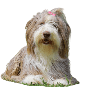 Bearded Collie Dog