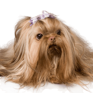 Bolonka Zwetna breed description