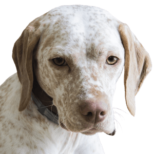 braque du bourbonnais Breed description