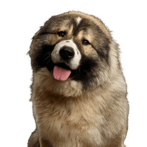 Dog,Mammal,Vertebrate,Dog breed,Canidae,Carnivore,Caucasian shepherd dog,Giant dog breed,Ancient dog breeds,Snout,