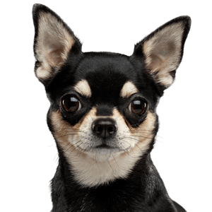 Dog,Mammal,Vertebrate,Canidae,Dog breed,Chihuahua,Puppy,Carnivore,Snout,Companion dog,