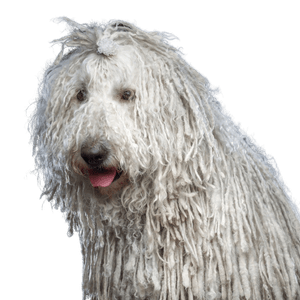 Komondor dog breed from UNgarn, dog breed with shaggy fur, breed with rasta braids, dreadlocks dog, dog breed white and very big, giant dog breed, big dog with white fur and mop hair