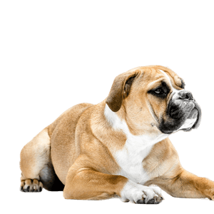 Continental Bulldog Profile Picture Continentale Bulldog Dog