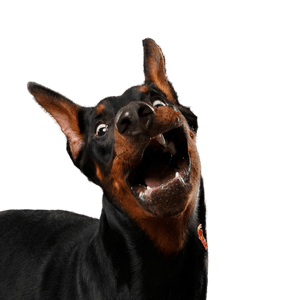 Doberman Dobermann,Vertebrate,Mammal,Dog breed,Canidae,Pinscher,Dog,Manchester terrier,Guard dog,Snout,