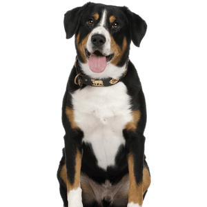 Entlebucher Mountain Dog Profile Picture Entlebucher Mountain Dog Breed Description