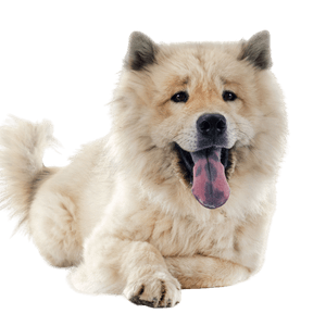 Eurasier profile picture Eurasier breed description