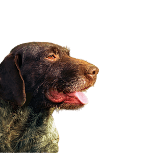 German Wirehair Profile Picture German Wirehaired Dog Hunting Dog, Pointer, German Hound Breed