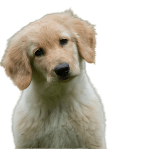 Hovawart puppy breed description