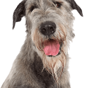 Irish Wolfhound Portrait Irish Wolfhound in portrait, breed description