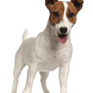 Jack Russell Terrier breed description Jack Russell Terrier breed description