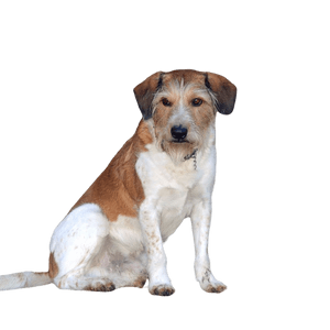 Kromfohrländer breed description Krom Dog, Kromfohrländer Dog