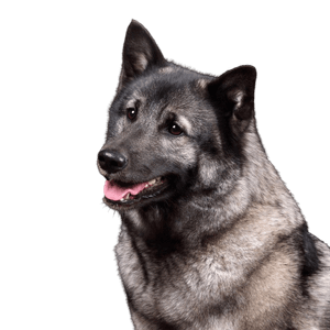 Norwegian Elkhound grey, grey dog, dog breed from Norway, spitz dog grey, Scandinavian dog breed, medium sized dog with very long coat, dense fur and curled tail, dog with prick ears, running dog and working dog, stubborn dog breed