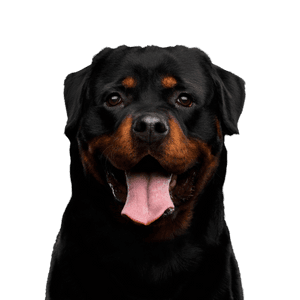 Dog,Mammal,Vertebrate,Canidae,Dog breed,Rottweiler,Carnivore,Snout,Molosser,Working dog,