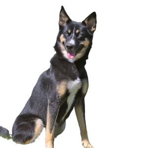 Finnish dog breeds with breed descriptions and photos - dogbible