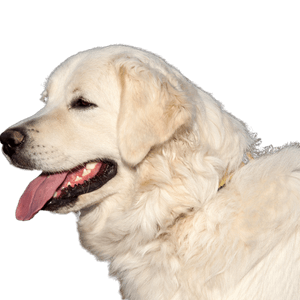 Retrato de un hermoso perro blanco - Slovak Chuvach