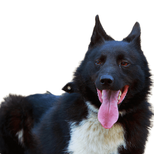 Primer plano de la raza canina Laika ruso-europea