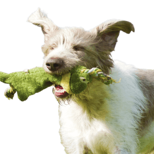 El perro salchicha eslovaco de pelo duro corre