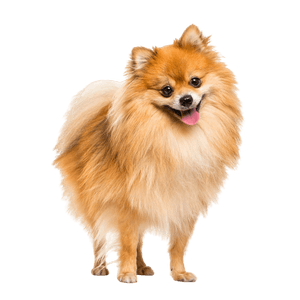 Descripción de la raza de un spitz enano rojo, pomerania