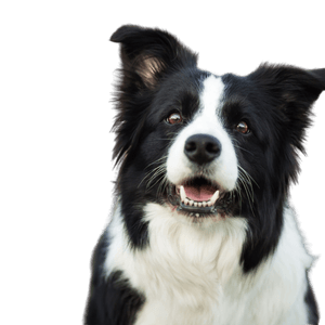 Descripción de la raza Border Collie