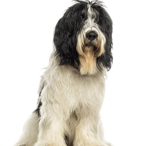 Nederlandse Schapendoes Temperamento, descripción de la raza del perro pastor holandés