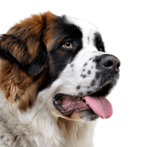 Temperamento del perro guardián de Moscú y descripción de la raza