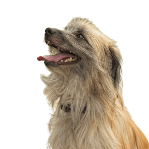 Foto Retrato Perro Pastor de los Pirineos de Pelo Largo