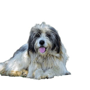 Le chien des Carpates roumain (CRC en abrégé) est un chien utilisé depuis des siècles par les bergers roumains dans les Carpates pour surveiller les troupeaux et c'est un excellent chien de garde.