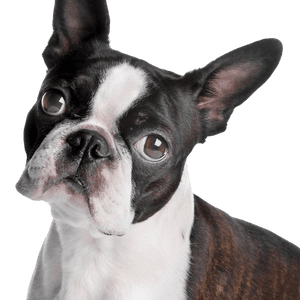 Description de la race Boston Terrier Terrier de Boston