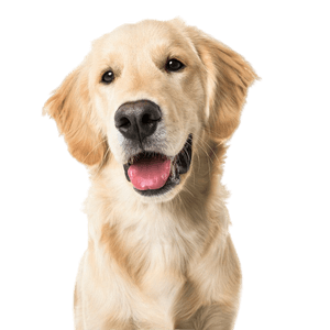 Description de la race Golden Retriever
