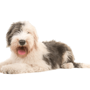 Chien de berger anglais ancien