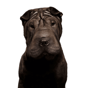 chien, mammifère, shar pei, vertébré, canidé, race de chien, carnivore, groupe non sportif, museau, molosse, chien laid avec beaucoup de rides, chien ridé, chien avec de très petites oreilles, chien moyen, petit chien noir