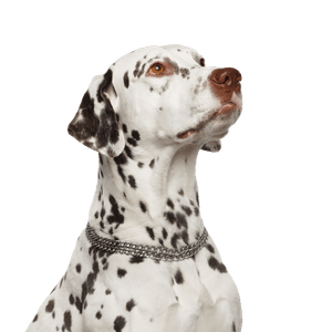Kutya, gerinces, Canidae, emlős, dalmata, kutyafajta, húsevő, nagy fehér kutya fekete foltokkal, 101 dalmát kutyafajta, labradorhoz hasonló kutya, kutyafajta