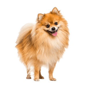 A vörös törpe spitz fajtaleírása, pomerániai spitz