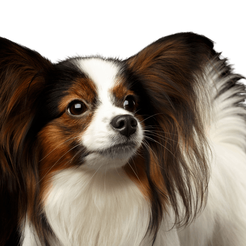 Papillon Hund, Säugetier, Wirbeltier, Hunderasse, Canidae, Phalène, Papillon, Begleithund, Fleischfresser, Spaniel, kleiner Hund mit langem Fell