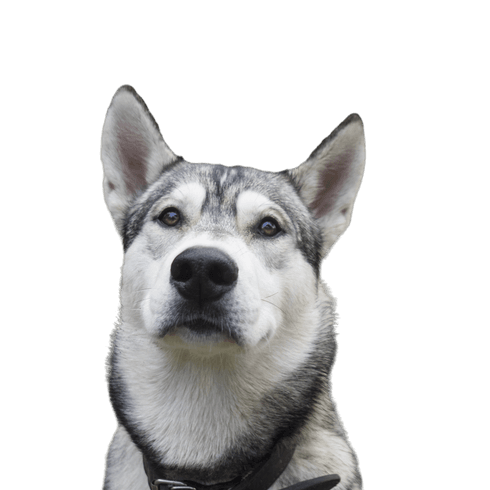 Close up of east siberian laika walking in park