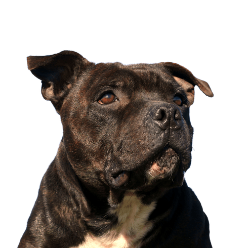 Brown purebred Staffordshire bull terrier
