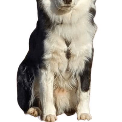 Aussie Collie © Ute Nonnweiler Hund,Fleischfresser,Hunderasse,Begleithund,Schnauze,Sportliche Gruppe,Fell,Arbeitstier,Canidae,Arbeitshund,
