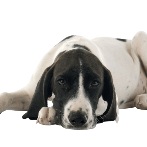 Braque d Auvergne raza de perro blanco negro acostado en el suelo, las orejas caídas en el perro, la raza de perro de caza