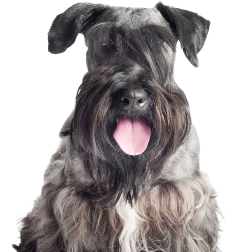 Terrier tchèque chien isolé