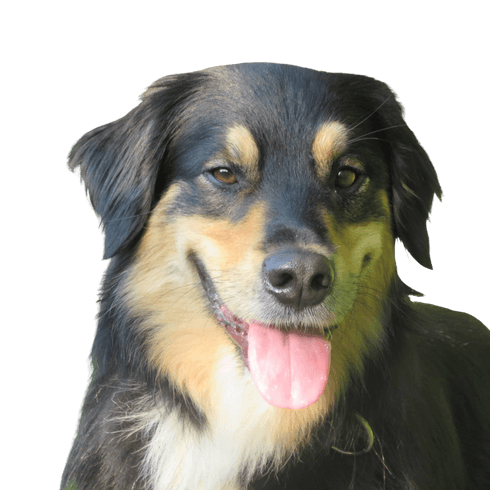 Australian Retriever © Shira naomi Lente Hund,Fleischfresser,Hunderasse,Begleithund,Schnauze,Sportliche Gruppe,Hütehund,Canidae,Fell,Arbeitshund,