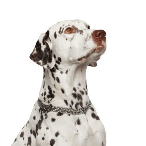 Chien, vertébré, Canidae, mammifère, Dalmatien, race de chien, carnivore, race similaire au vieux pointeur danois, groupe sportif, groupe non sportif,