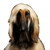 Hund, Säugetier, Wirbeltier, Canidae, Afghanen, Afghanischer Windhun, Hunderasse, Fleischfresser, Hund ähnlich Borzoi, Hund ähnlich Saluki, Hund ähnlich Seidenwindhund