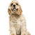 American Cocker Spaniel Hund