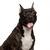 Hund, Säugetier, Wirbeltier, Hunderasse, Canidae, Fleischfresser, amerikanischer Staffordshire-Terrier, amerikanischer Pitbull-Terrier, Stier und Terrier, Schnauze,